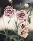 30+ Raspberry Ripple Carnation / Perennial Flower Seeds Carnation