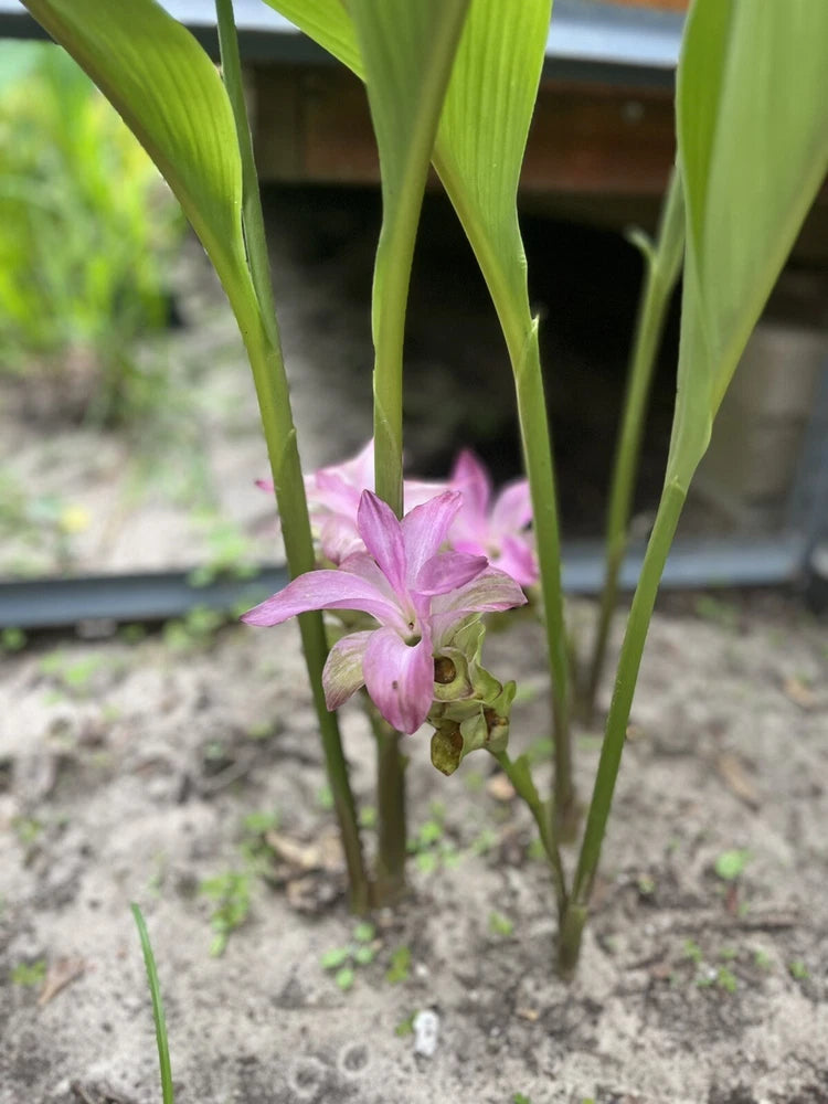 Green turmeric plant with purple bloom and upright stems