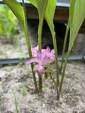 ____ Magnificent Curcuma longa , live rhizomes  organic fast free shipping. Read Orchids