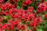 10 Panorama RED BEE BALM / MONARDA DIDYMA Oswego Tea Flower Seeds *Flat S/H Flowering Plants