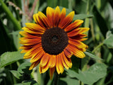 Flower Seeds:  Indian Blanket Sunflower Seeds 25 Seeds Fresh Seed Sunflower