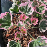 25+ Ice Queen Geranium Seeds for Garden Planting - USA - FREE SHIPPING! Garden Plants