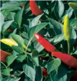 25+ seeds Super Chili hot pepper garden planting spicy food Garden Plants