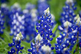 150 TEXAS BLUEBONNET LUPINE Lupinus Texensis Flower Seeds Flowering Plants