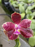 Original Phal Phalaenopsis Chienlung Sweetheart x luddemannia-FRAGRANT Orchids