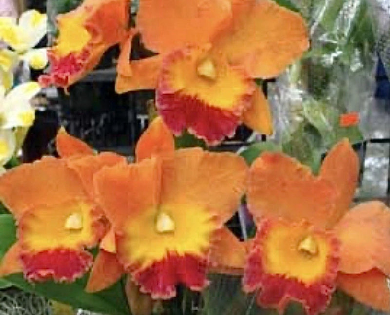 Large orange and yellow orchid blooms with red centers