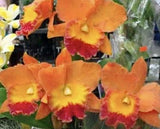 Potinara  Hawaiian Thrill ÔParadiseÕ  Large fragrance blooms Orchids