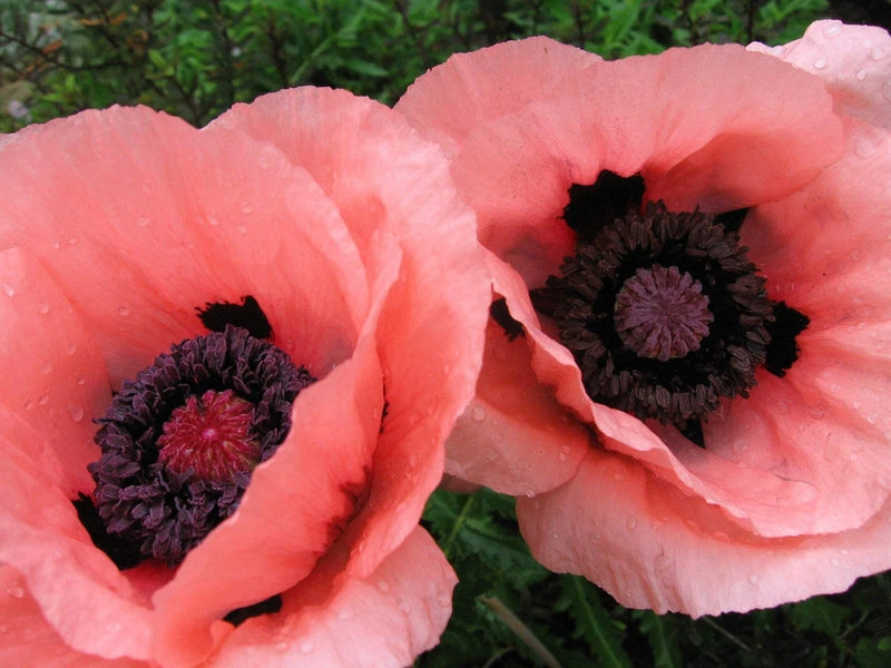 100 Princess Victoria Louise ORIENTAL POPPY Papaver Orientale Flower Seeds Flowering Plants