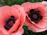 100 Princess Victoria Louise ORIENTAL POPPY Papaver Orientale Flower Seeds Flowering Plants