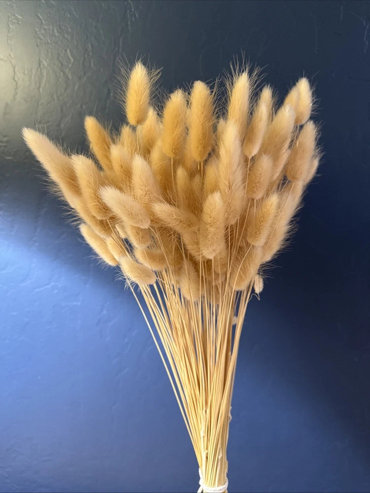 Natural dried bunny tail grass bouquet with soft cream, fuzzy plumes