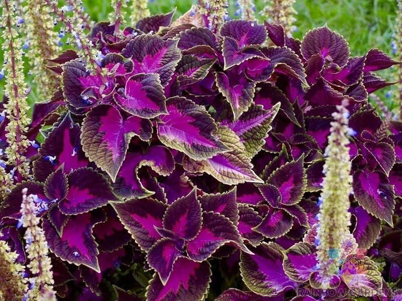 25+ Purple Dragon Coleus Seeds for Garden Planting - USA - FREE SHIPPING! Garden Plants