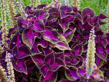 25+ Purple Dragon Coleus Seeds for Garden Planting - USA - FREE SHIPPING! Garden Plants