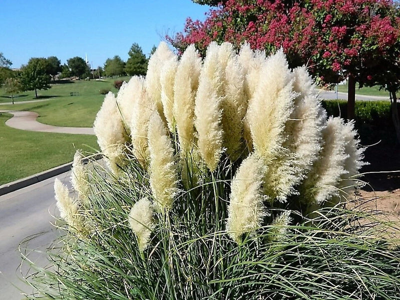 Pampas Grass- White - 100 Seeds - Fresh Pampas Grass