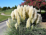 Pampas Grass- White - 100 Seeds - Fresh Pampas Grass