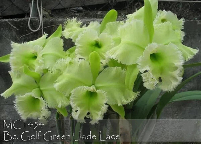 Green Jade Lace orchid cluster with ruffled petals