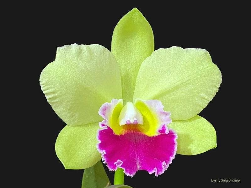 Green orchid flower with pale green petals and bright magenta-purple center
