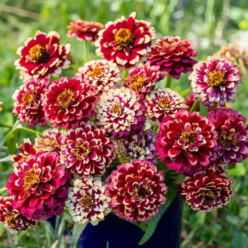100+ Aztec Burgundy Bicolour Zinnia Seeds for Garden - USA - FREE SHIPPING! Garden Plants