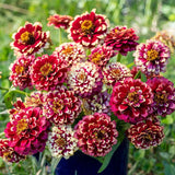 100+ Aztec Burgundy Bicolour Zinnia Seeds for Garden - USA - FREE SHIPPING! Garden Plants