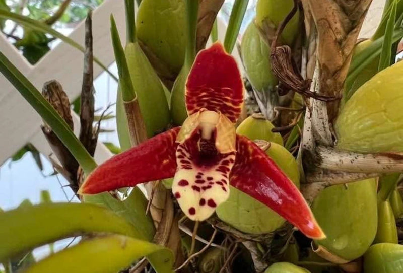 Maxillaria tenuifolia Blooming Size  Fragrant  Orchid Species Plant @l~~ Orchids