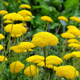 1000+ Gold Yarrow Seeds (Achillea filipendulina)  Non-GMO  Pollinators US Garden Plants