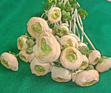 Ranunculus Flowers Artificial 12 Stems 22"  Peach HIGH END VALUE Flower Floral Ranunculus