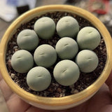 5pcs 1.2CM Succulent Plant Conophytum Caculus Aizoaceae Home Garden Beautiful Garden Plants