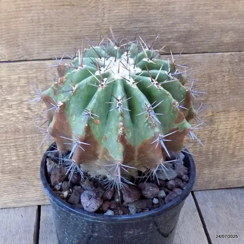D5482 ECHINOCACTUS PLATYACANTHUS pot17-H18-W18 cm MaMa Cactus Green Plant