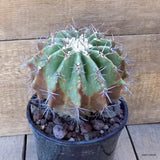 D5482 ECHINOCACTUS PLATYACANTHUS pot17-H18-W18 cm MaMa Cactus Green Plant