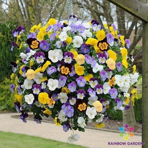 200+ Cool Wave Mix Pansy (Viola) Seeds for Garden - USA - FREE SHIPPING! Garden Plants