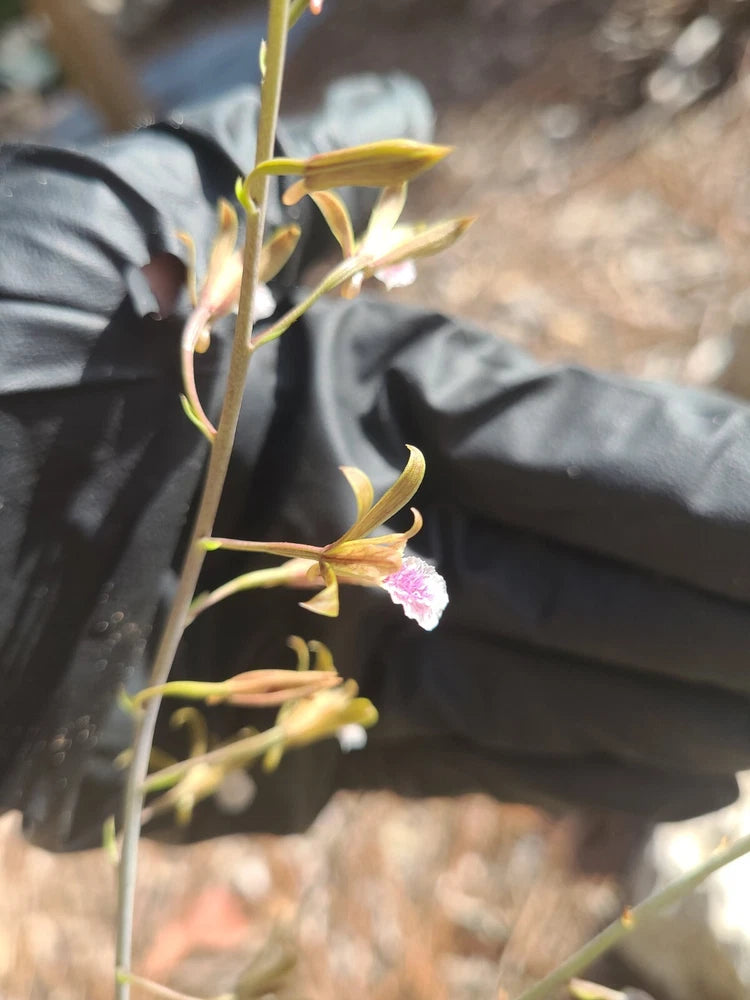 Mini orchid plant with tall yellow flower spikes and one small pink-purple bloom