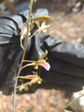 Blooming size Eulophia Graminea Ground mini Orchid Chinese Crown Orchids