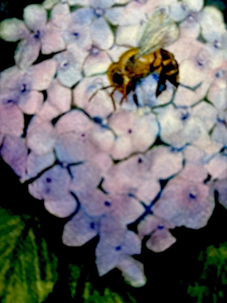 ORIGINAL Watercolor 7x7 Frame Bee Hydrangea Garden Country Cottagecore Flower Hydrangea