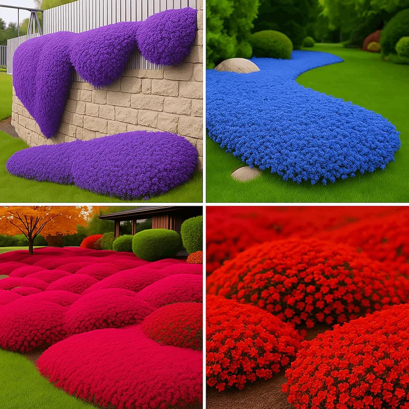 32000+ Mix Creeping Thyme Seeds Ground Cover, Aromatic Low Maintenance Plant for Garden Plants