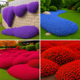 32000+ Mix Creeping Thyme Seeds Ground Cover, Aromatic Low Maintenance Plant for Garden Plants