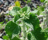 White Horehound Herb Seeds Marrubium vulgare, Tracking Included, Herbal Garden Garden Plants