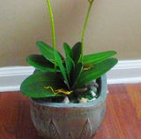 Butterfly Orchid Leaf Bush Grasses Set of 2 Pcs Orchid Flower Decoration Green Plant