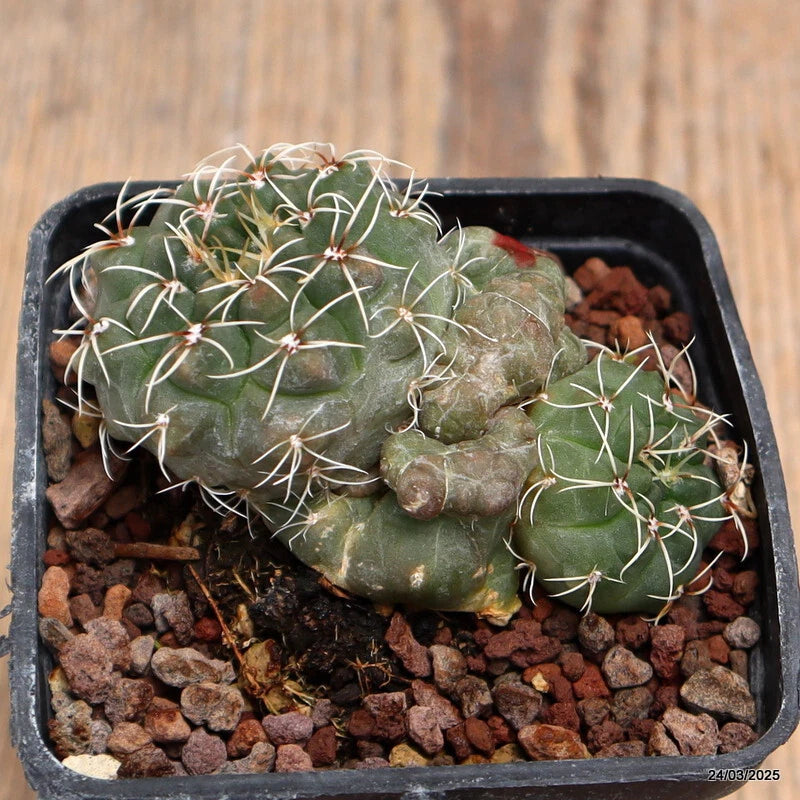 Potted green Gymnocalycium cactus with fine white spines in black pot