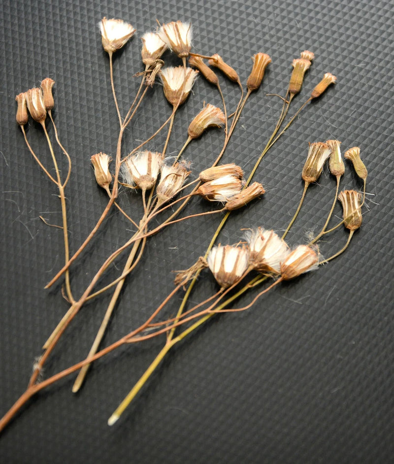 Pressed dried flowers and stems with beige petals, natural botanical decor set