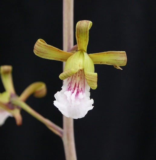 Eulophia orchid flower with yellow-green petals and pink striped white lip