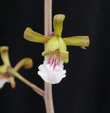 Eulophia petersii - Succulent Arid Desert Orchid Species Orchids