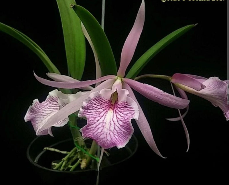 Blooming live orchid with pale lavender petals and purple veined center, green leaves on stems
