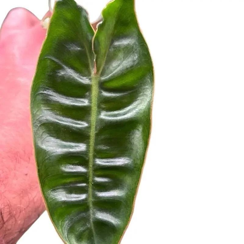 Green philodendron leaf plug starter plant with prominent light veins