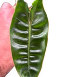 Philodendron Billietiae | Plug Starter Plant | Rare Climbing Aroid Orchids