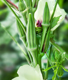 30 "SPINELESS 80" CLEMSON OKRA SEEDS  FRESH HARVEST FOR GARDENS Garden Plants