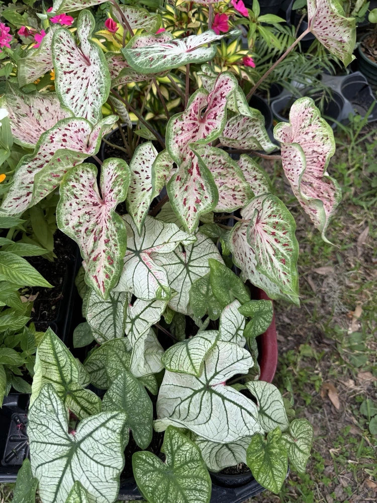 Caladium plant in black pot with white-green leaves and pink speckles