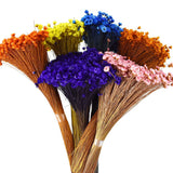 Dried Natural Star Flowers Bundle Dried Flower