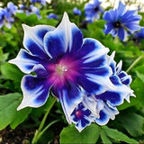 Chilean Morning Glory Seeds - 100pcs Mixed Color Blooms for Stunning Garden Flowering Plants
