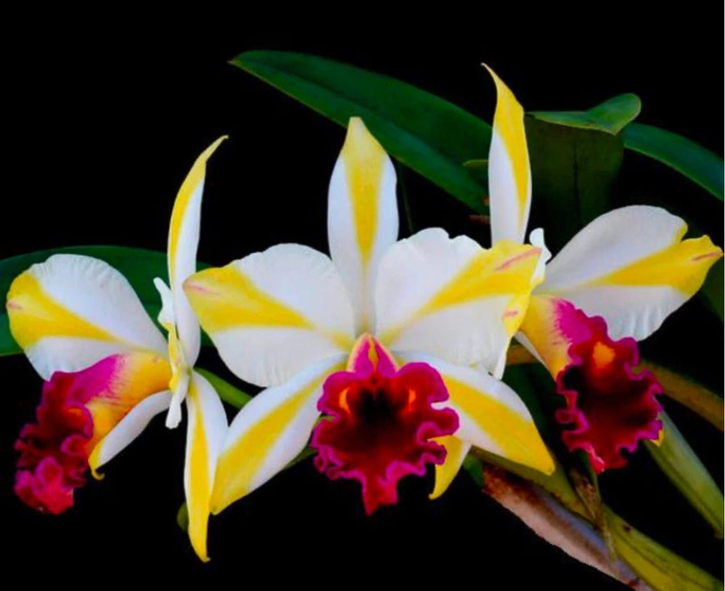 Orchid bouquet with white petals, yellow streaks, red-magenta centers, and green leaves