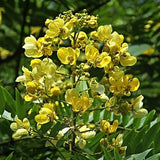Senna Siamea 20 Seeds, Cassia Kassod, Thailand Garden, Flowering Shower Tree Flowering Plants