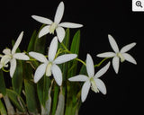 Orchid live rupicula Laelia fournieri - bare root Orchids